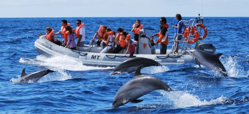 Azory-Pico-delfíni