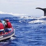 Azory-Pico-pozorování-velryb