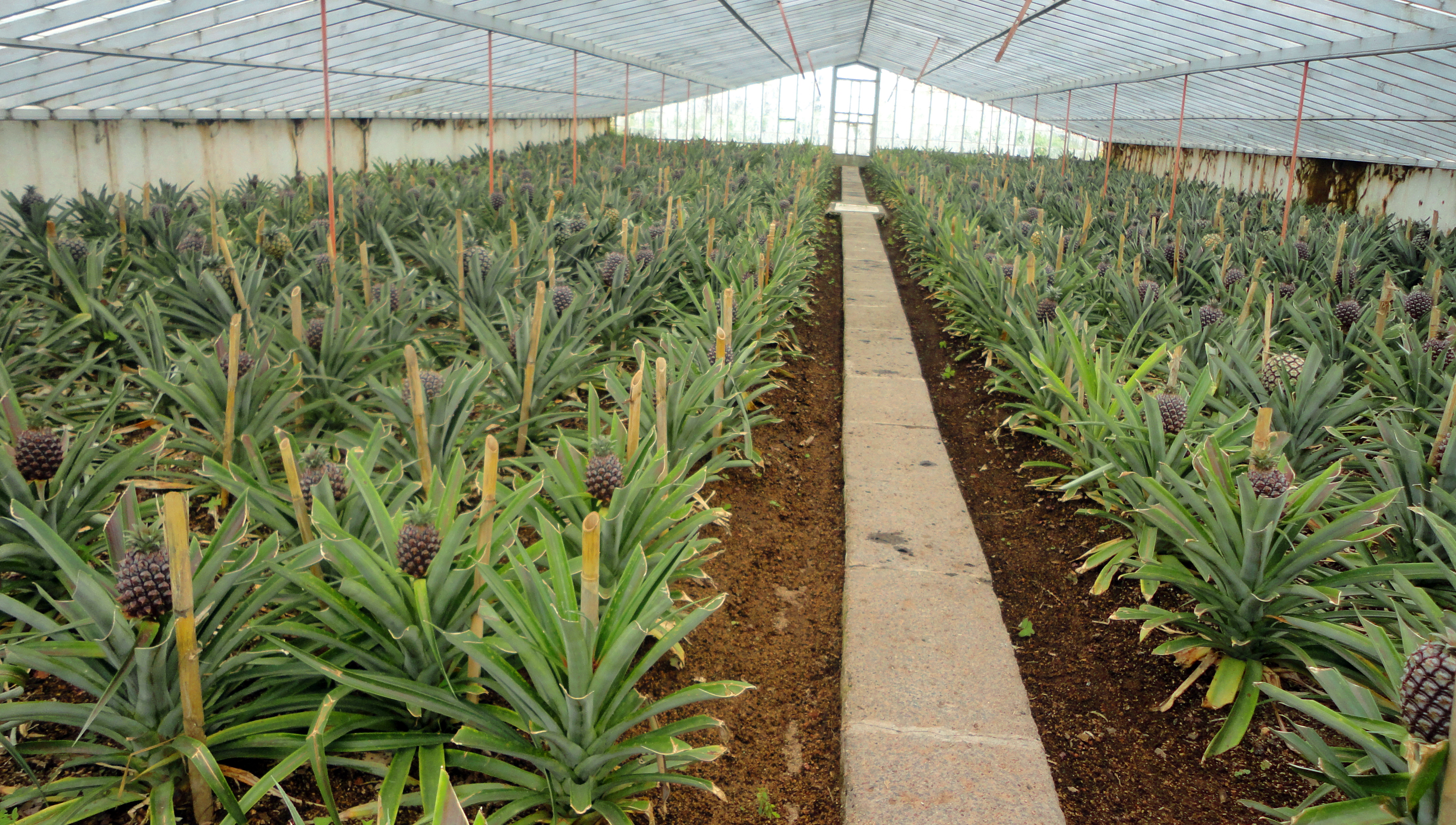 Azory-Sao-Miguel-ananasová-plantáž