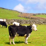 Azory-Terceira-pastviny