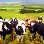 Azory-Terceira-pastviny