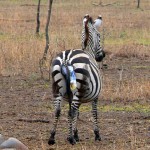 Luxusní-Safari-Afrika-Tanzánie-Serengeti-porod-zebry