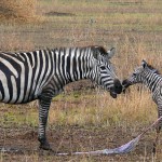 Luxusní-Safari-Afrika-Tanzánie-Serengeti-porod-zebry