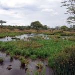 Luxusní-safari-Afrika-Tanzánie-Serengeti