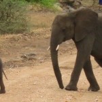 Luxusní-safari-Afrika-Tanzánie-Serengeti