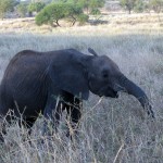 Luxusní-safari-Afrika-Tanzánie-Tarangire