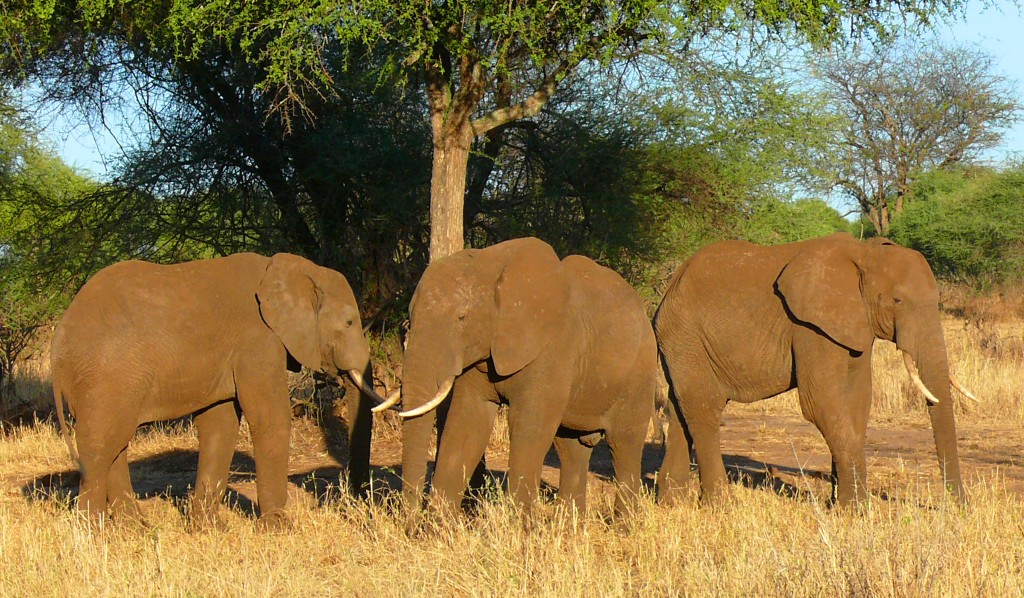Luxusní-safari-Afrika-Tanzánie-Tarangire
