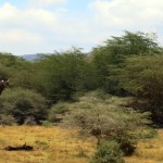 Luxusní-safari-Afrika-Tanzánie-národní-rezervace-Lake-Manyara