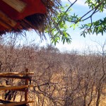 Luxusní-safari-Afrika-Tanzánie - Tarangire - Treetops
