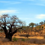 Luxusní-safari-Afrika-Tanzánie - Tarangire -piknik