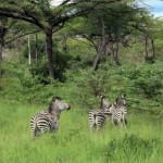 Luxusní-safari-Tanzanie-Zanzibar-Selous-African-Safari-Camp-jeep-safari