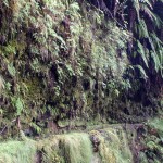 Madeira-Queimadas-levada-Caldeirao-Verde