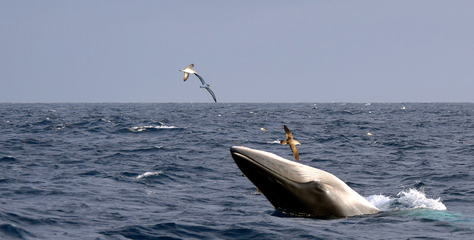 Madeira-Scorpio-Madeira-pozorování-velryb a delfínů