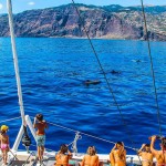 Madeira-katamarán-pozorování-velryb a delfínů