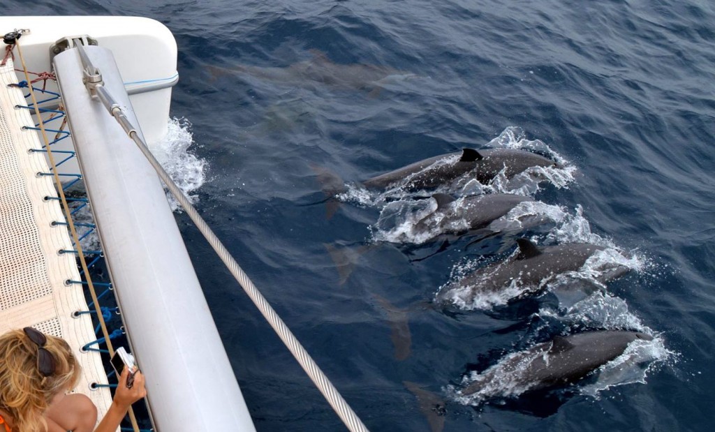 Madeira-katamarán-pozorování-velryb a delfínů