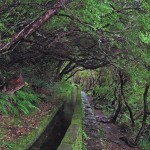 Madeira-levada-Risco-a-25-pramenů