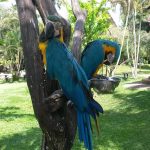 Bali Ubud-Ptaci-park