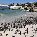 JAR-pláž-Boulders-Beach-kolonie-tučňáků