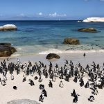 JAR-pláž-Boulders-Beach-kolonie-tučňáků