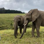 Knysna-sloní-sirotčinec